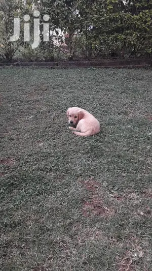 Baby Female Purebred Golden Retriever