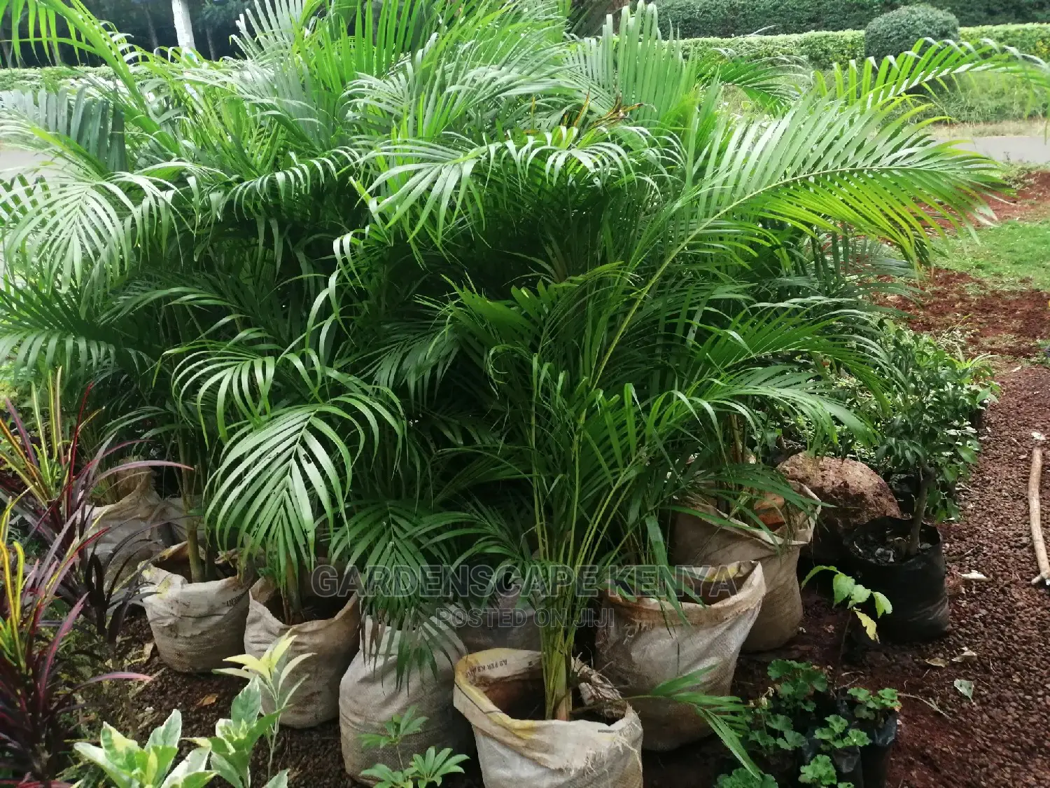 Palm Trees