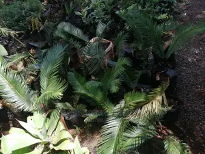 Palm Trees