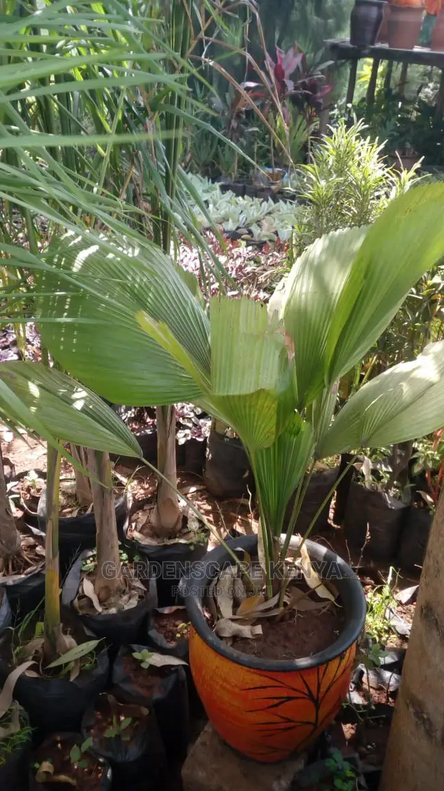 Palm Trees