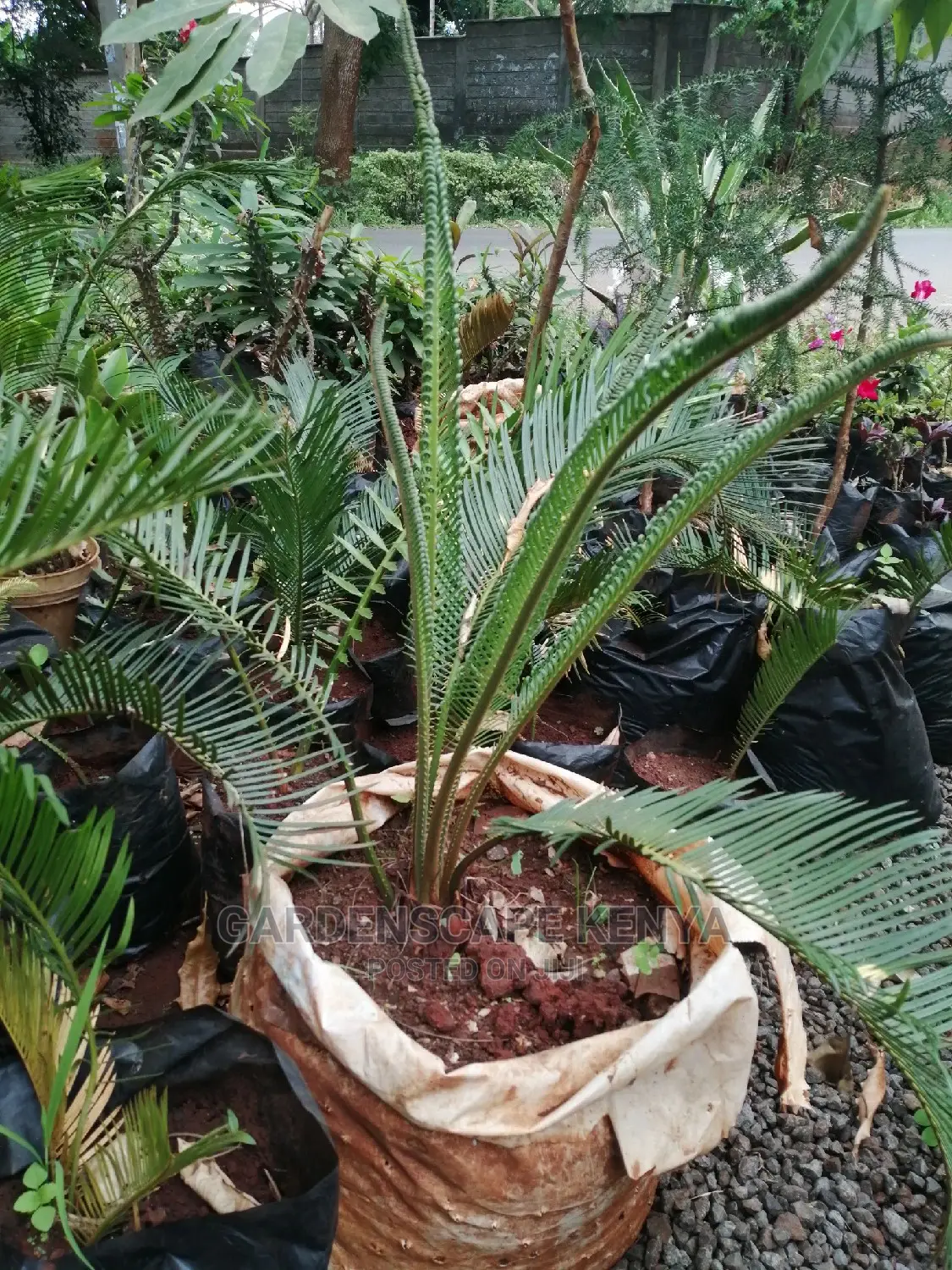 Palm Trees