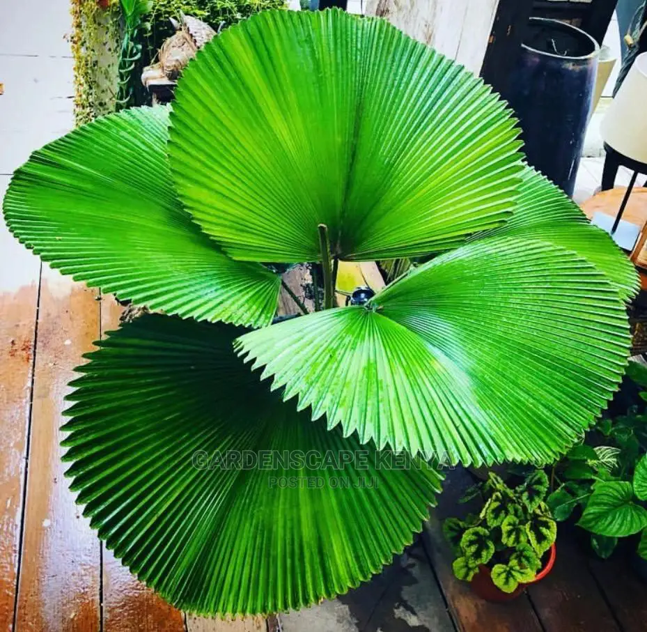 Palm Trees
