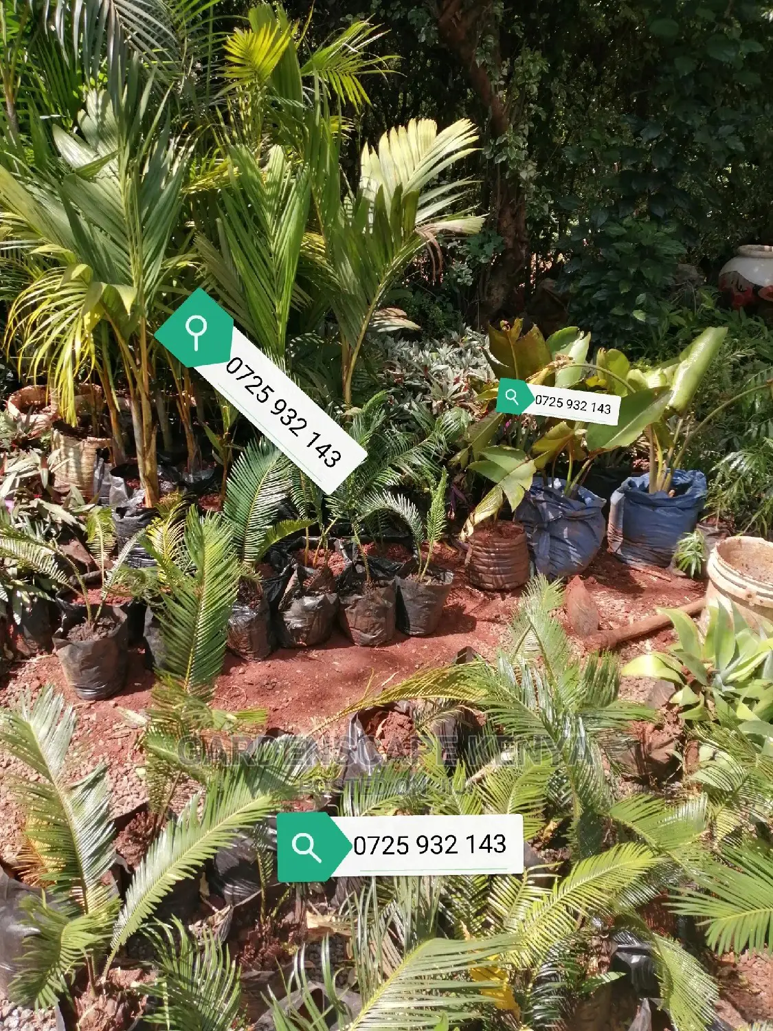 Palm Trees