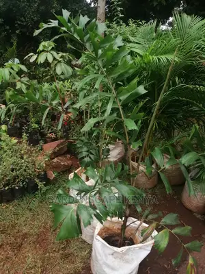 Palm Trees