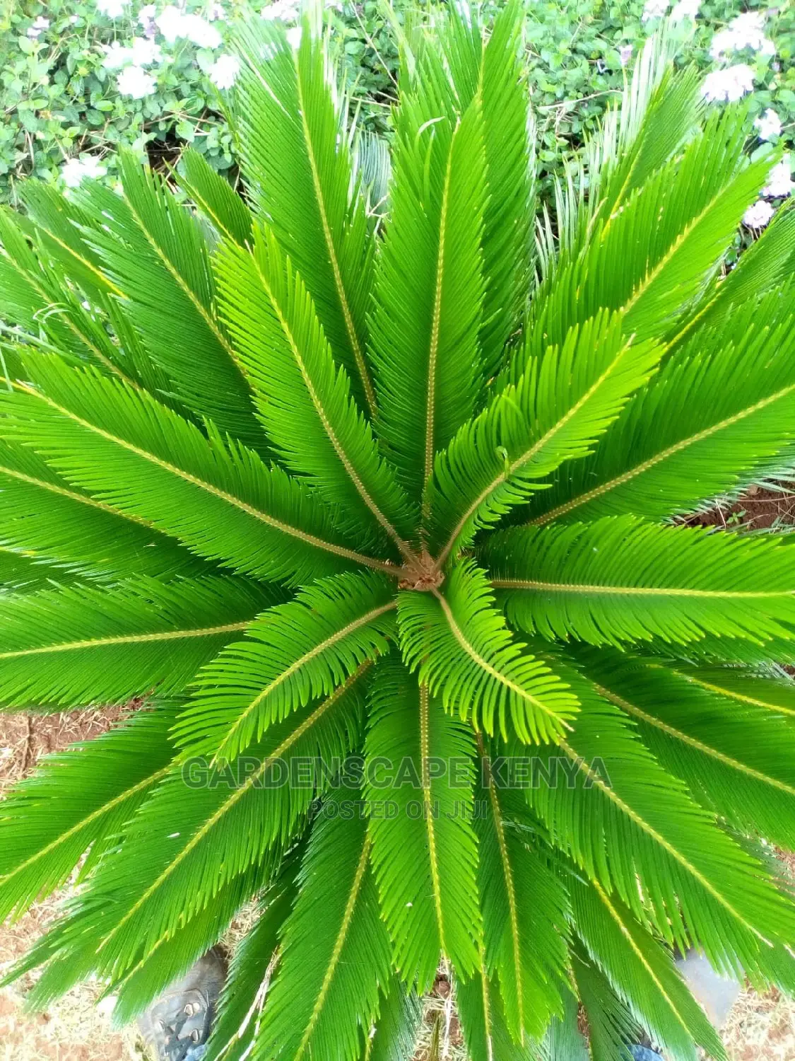 Palm Trees