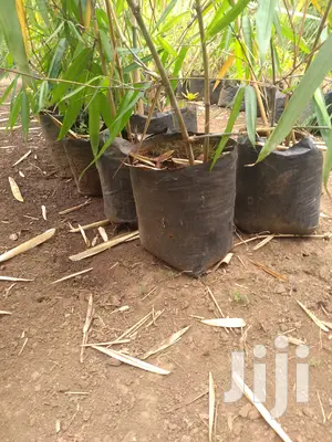 Bamboo Planting Bags