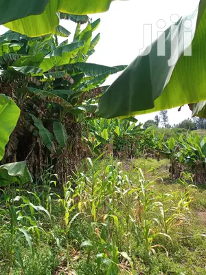 Muranga 7 Acres For Sale At Maragua