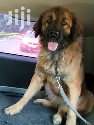 Adult Female Purebred Caucasian Shepherd