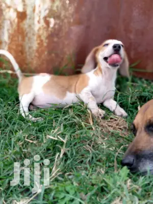 Young Male Purebred Dachshund