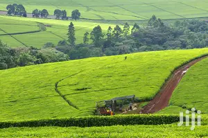 Kericho Tea Farms,110,000,50,000 Acres.4.5m P.A