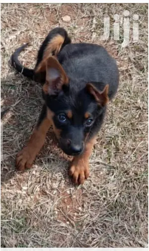Young Male Mixed Breed Rottweiler