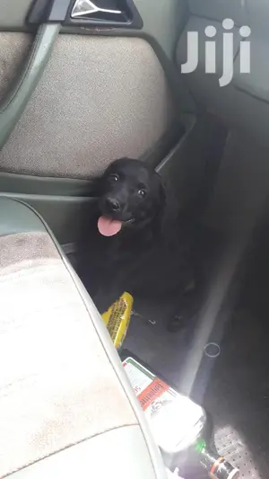 Baby Female Purebred Labrador Retriever