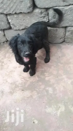 Baby Female Purebred English Cocker Spaniel