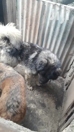 Adult Male Purebred Caucasian Shepherd