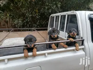 Baby Female Purebred Rottweiler
