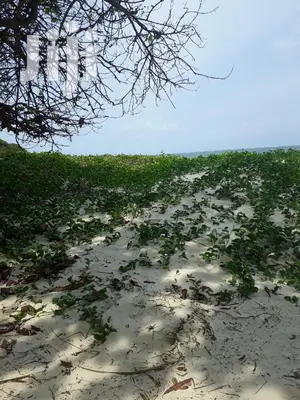Nyali Beach Land - 1 Acre for Sale - Don't Miss Out!
