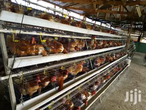 Cold Galvanized Poultry Cages