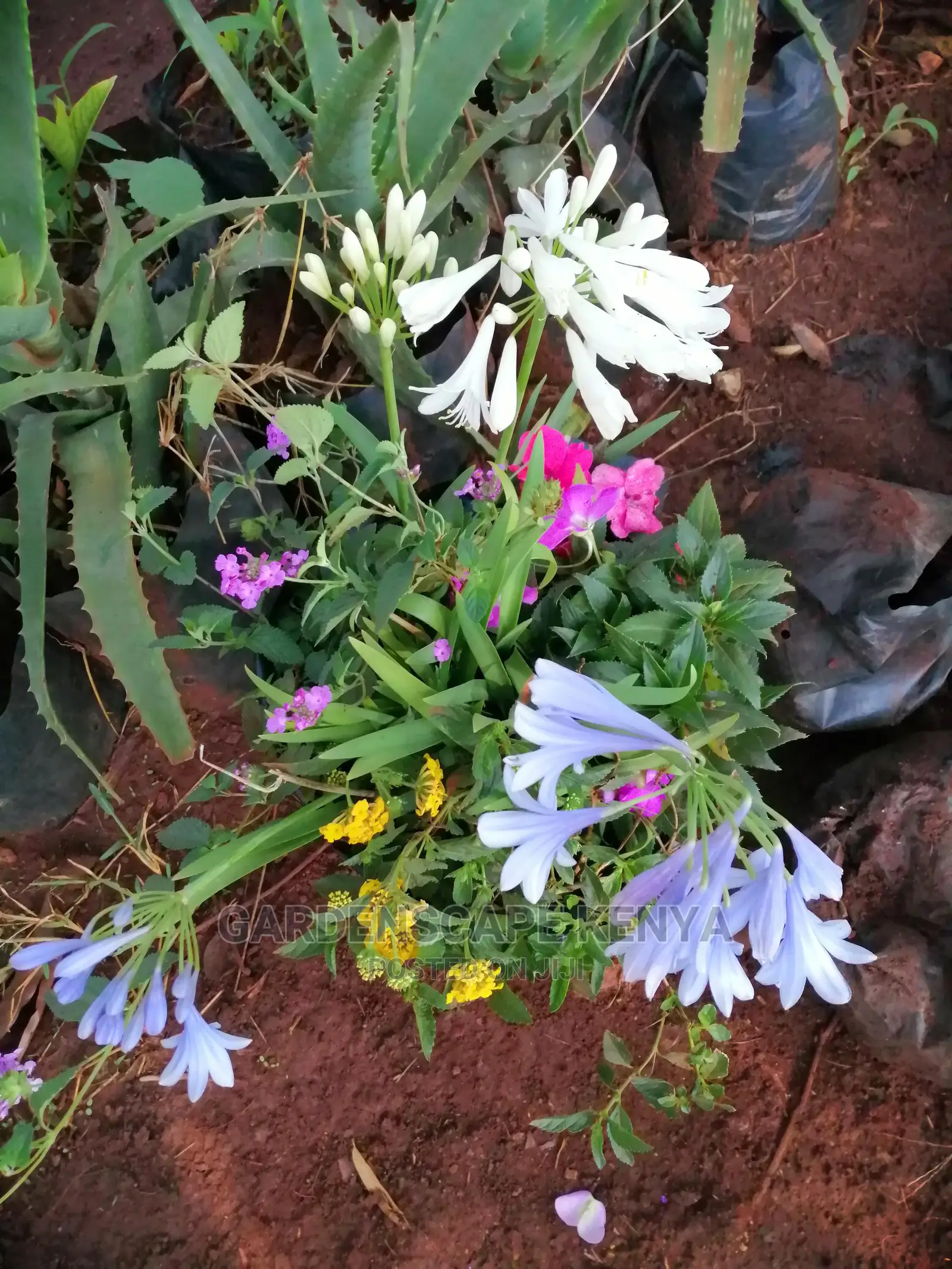 Plants/Trees/Hedges/Flowers