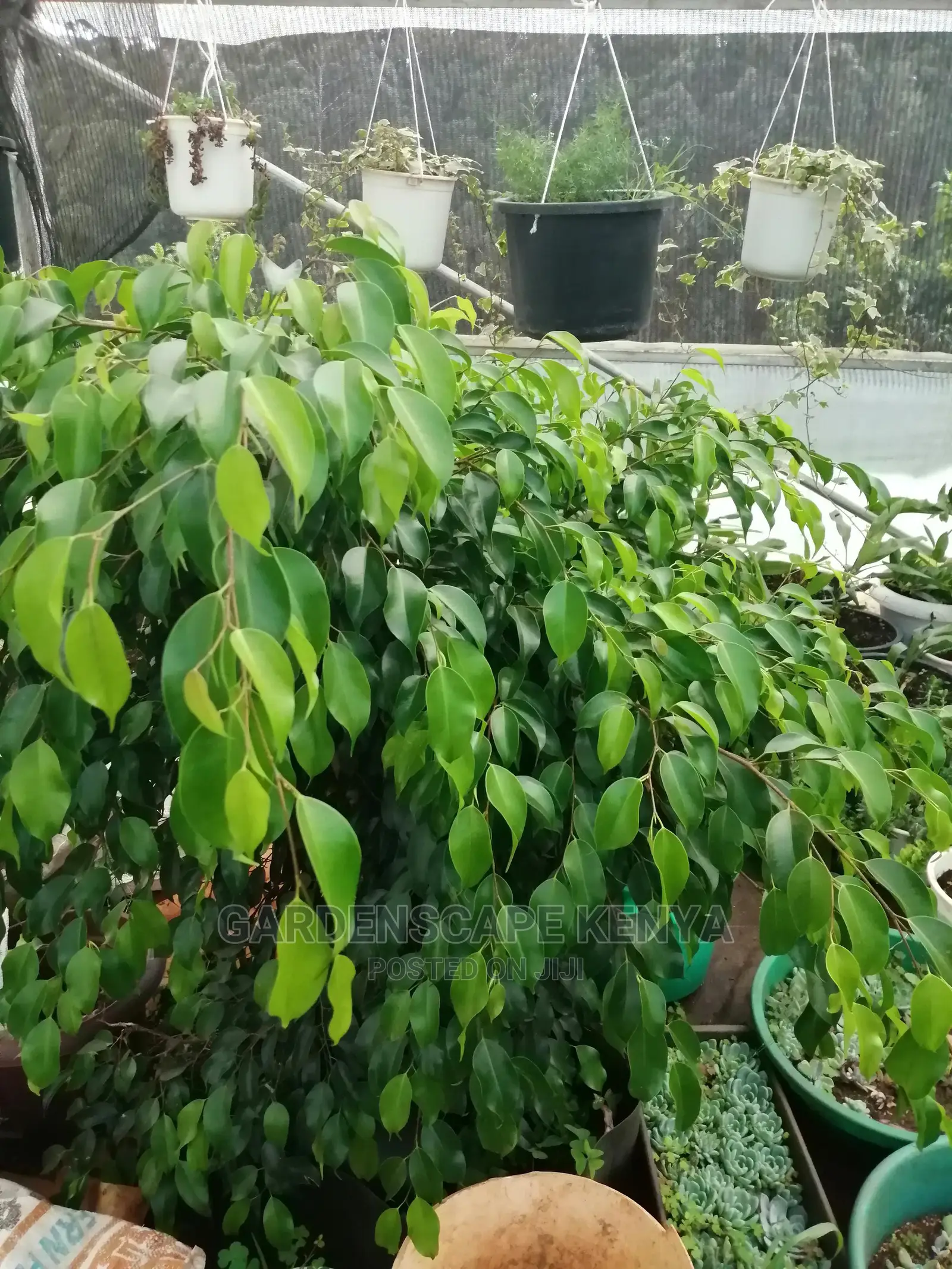 Plants/Trees/Hedges/Flowers