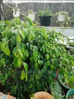 Plants/Trees/Hedges/Flowers