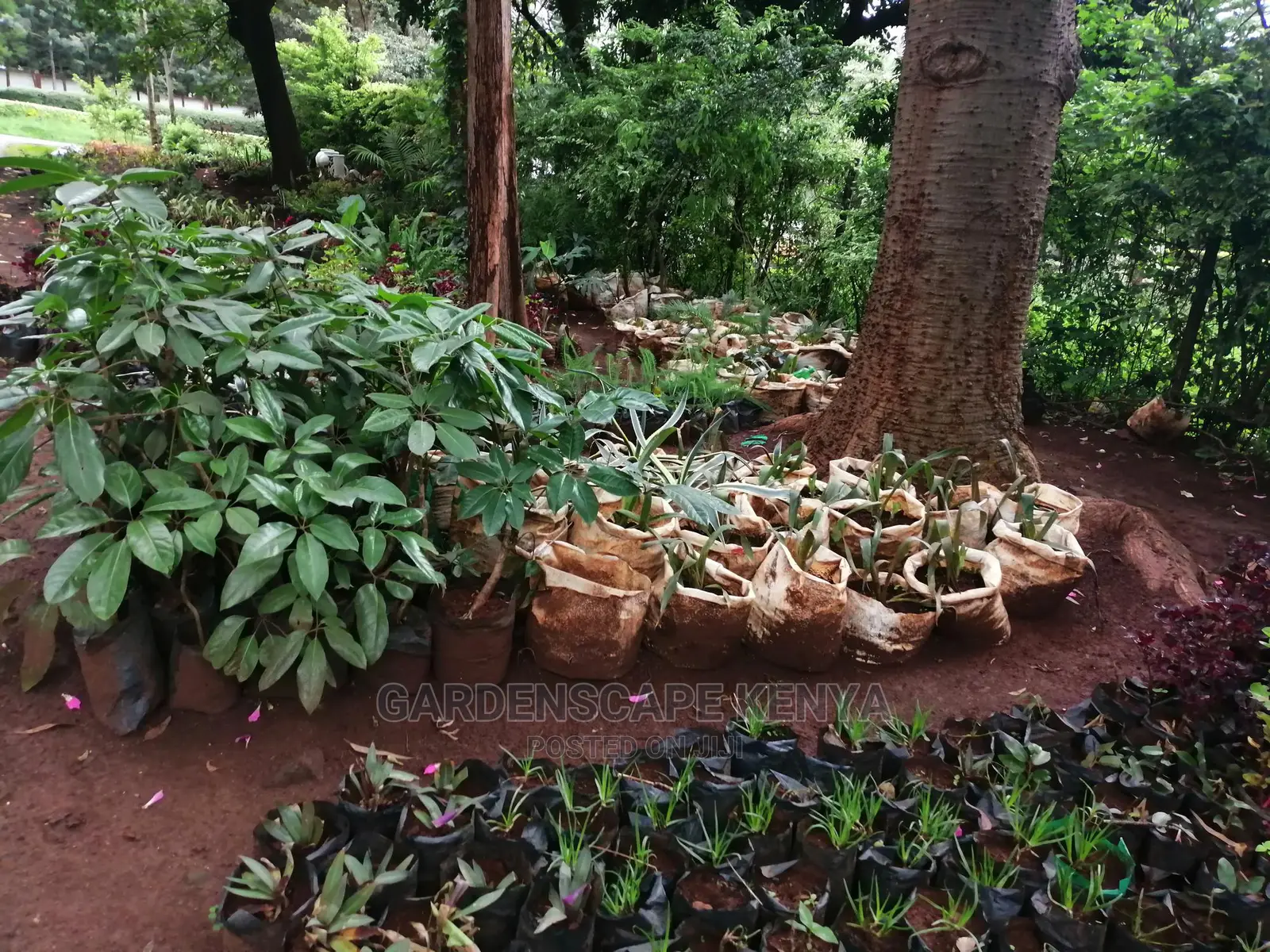 Plants/Trees/Hedges/Flowers