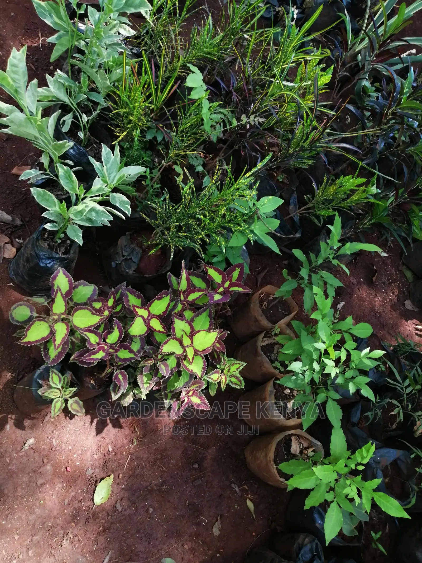 Plants/Trees/Hedges/Flowers