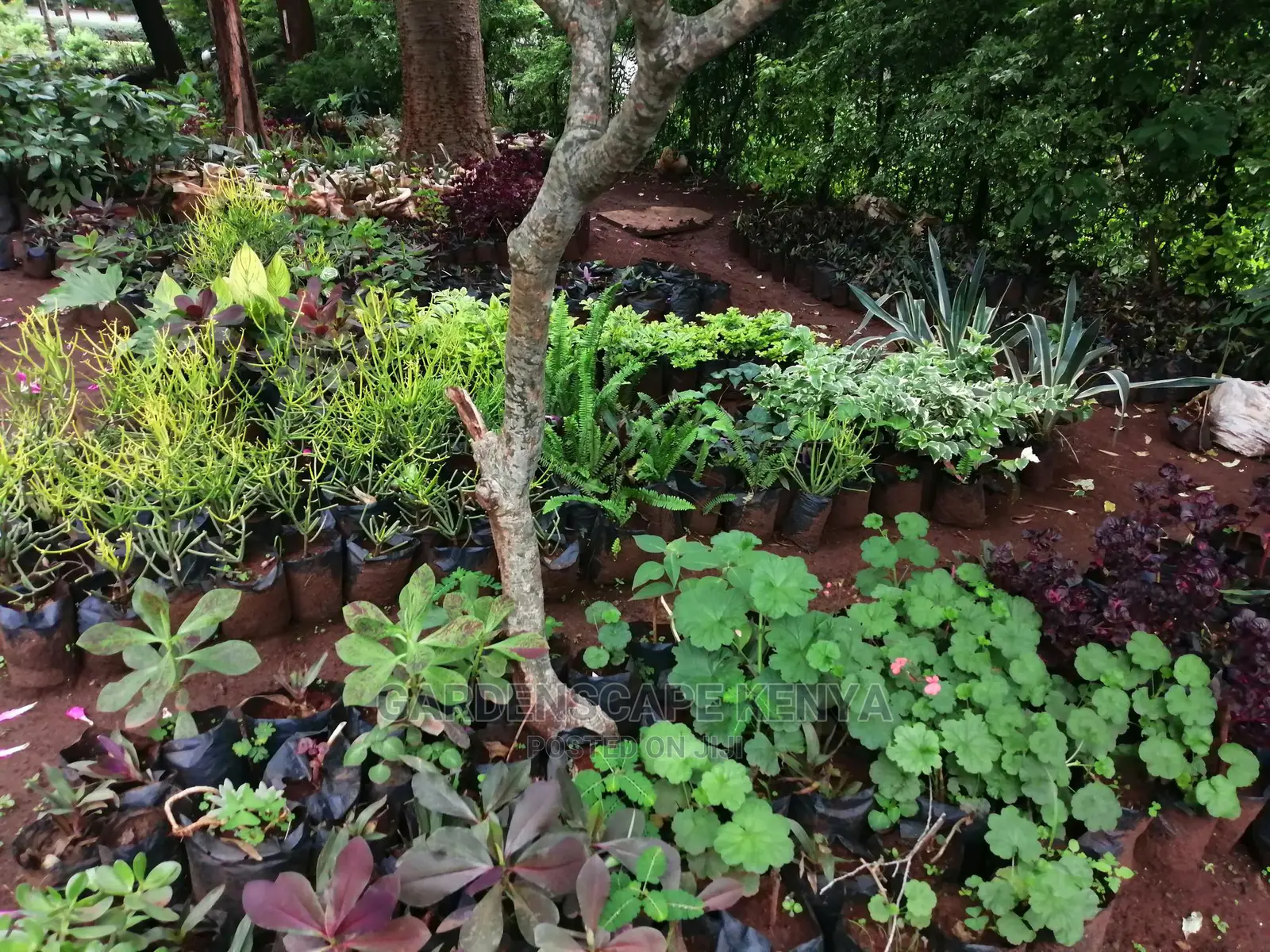 Plants/Trees/Hedges/Flowers
