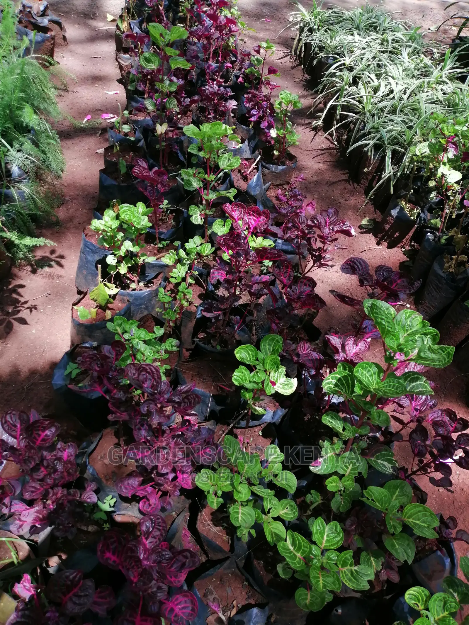 Plants/Trees/Hedges/Flowers