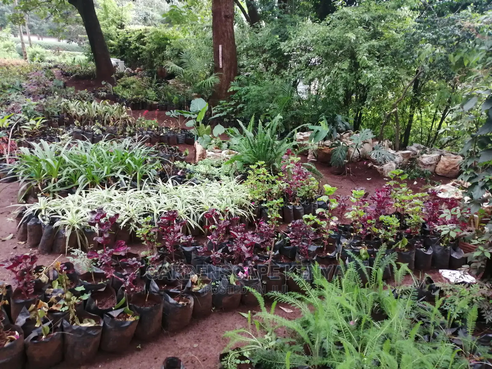 Plants/Trees/Hedges/Flowers