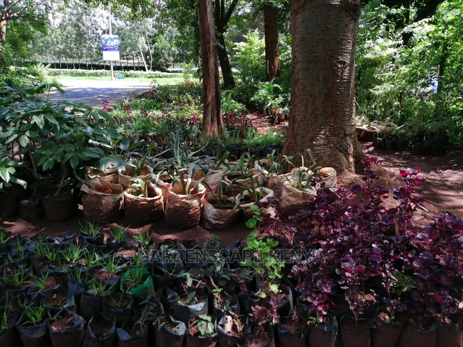 Plants/Trees/Hedges/Flowers