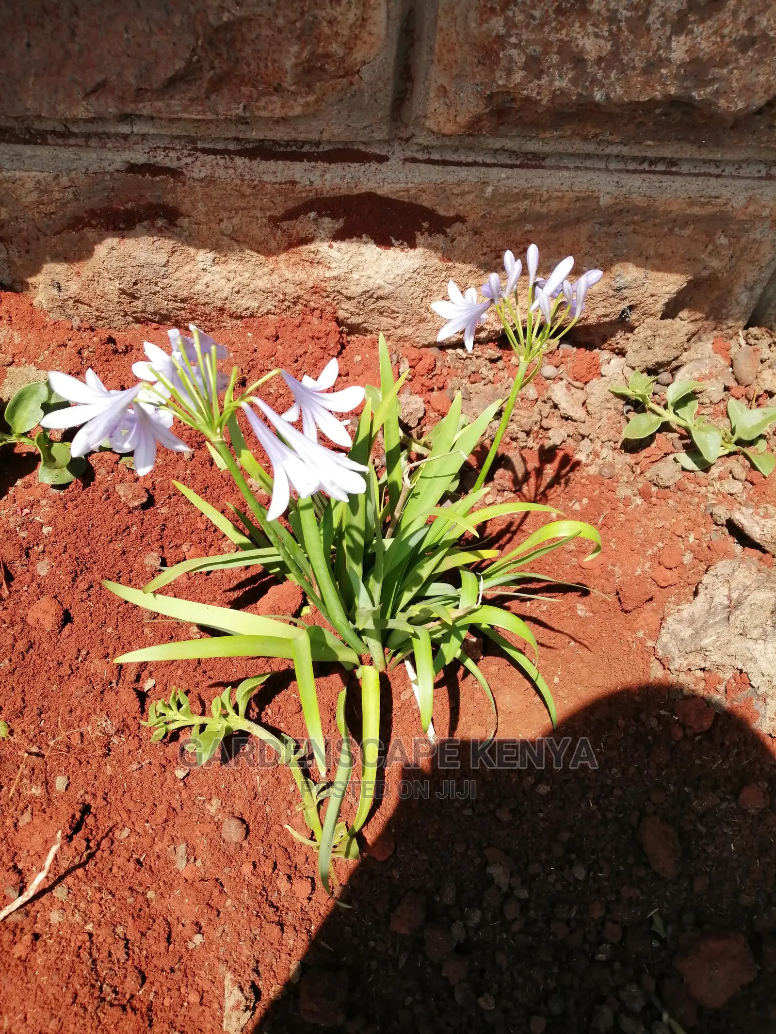 Plants/Trees/Hedges/Flowers