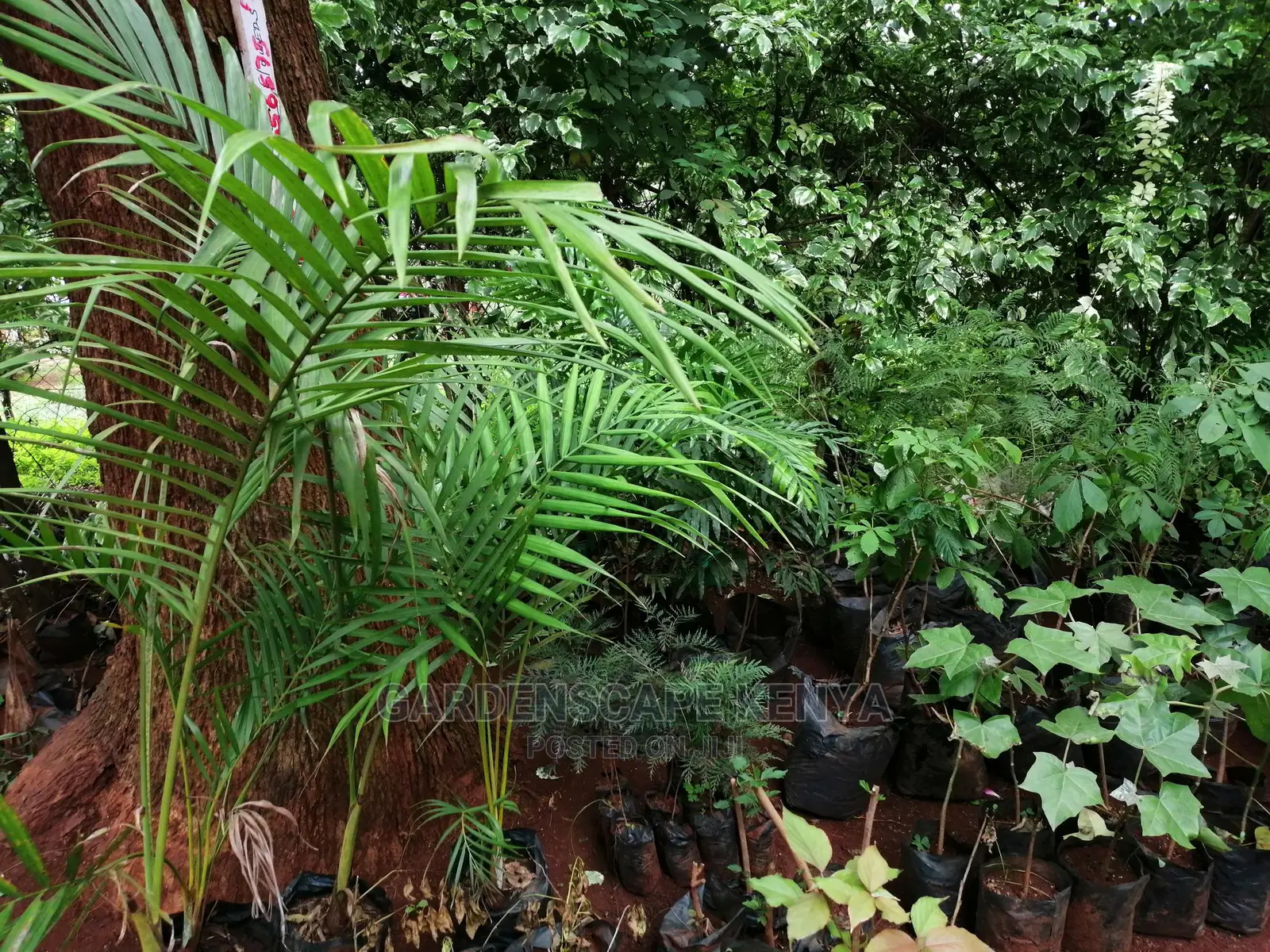 Plants/Trees/Hedges/Flowers