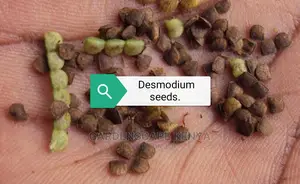 Bracharia, Sudan Grass, Lucerne, Desmodium, Boma Rhodes