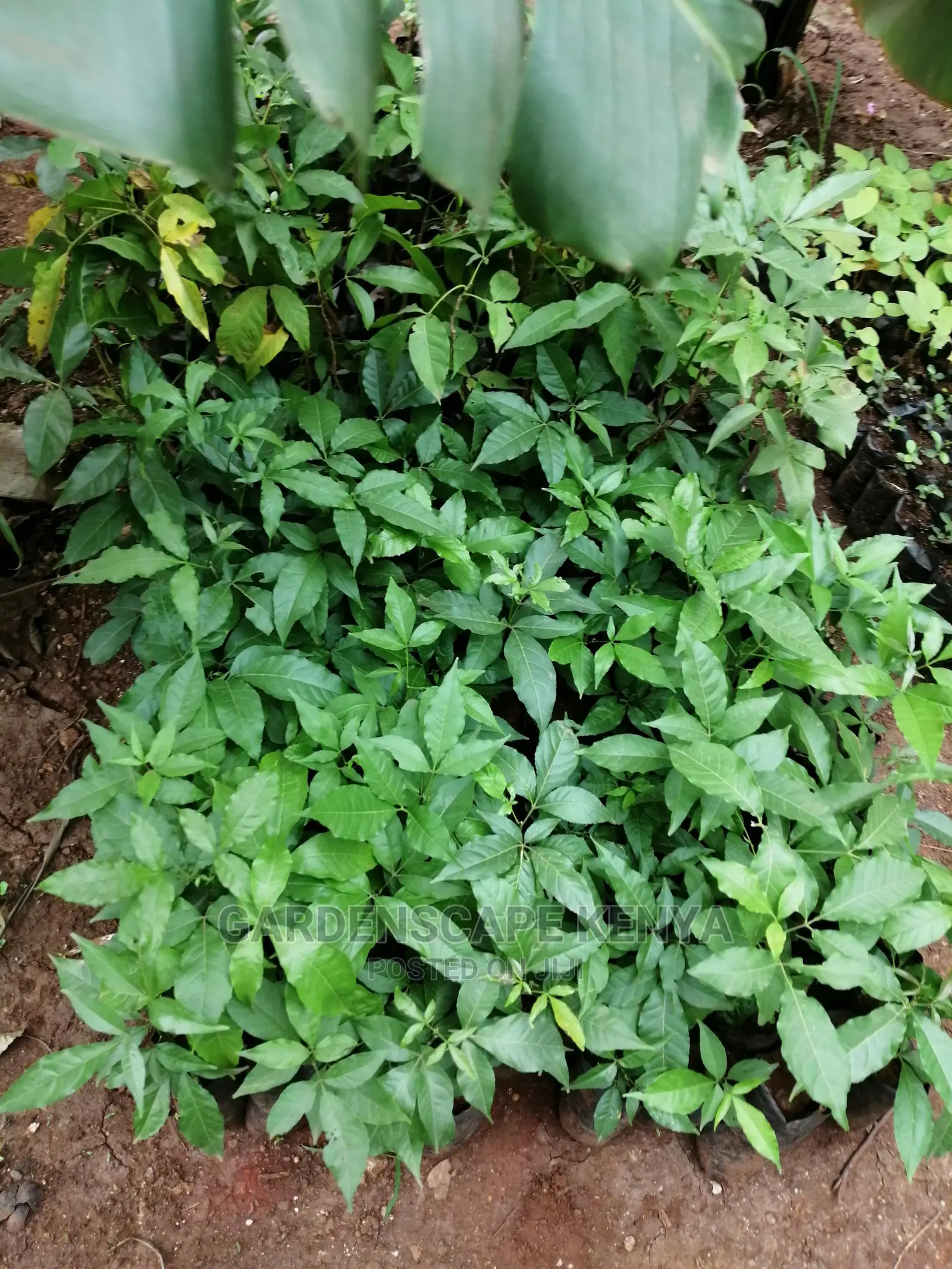 Grafted Fruit Tree Seedlings.
