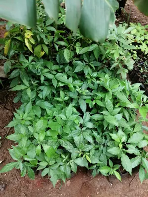 Grafted Fruit Tree Seedlings.