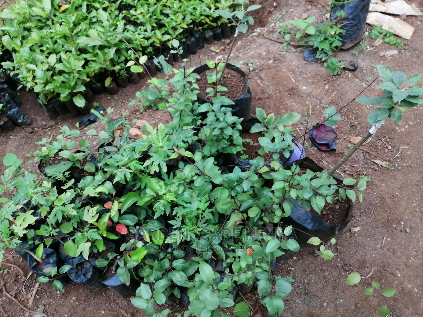 Grafted Fruit Tree Seedlings.