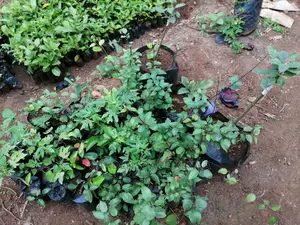 Grafted Fruit Tree Seedlings.