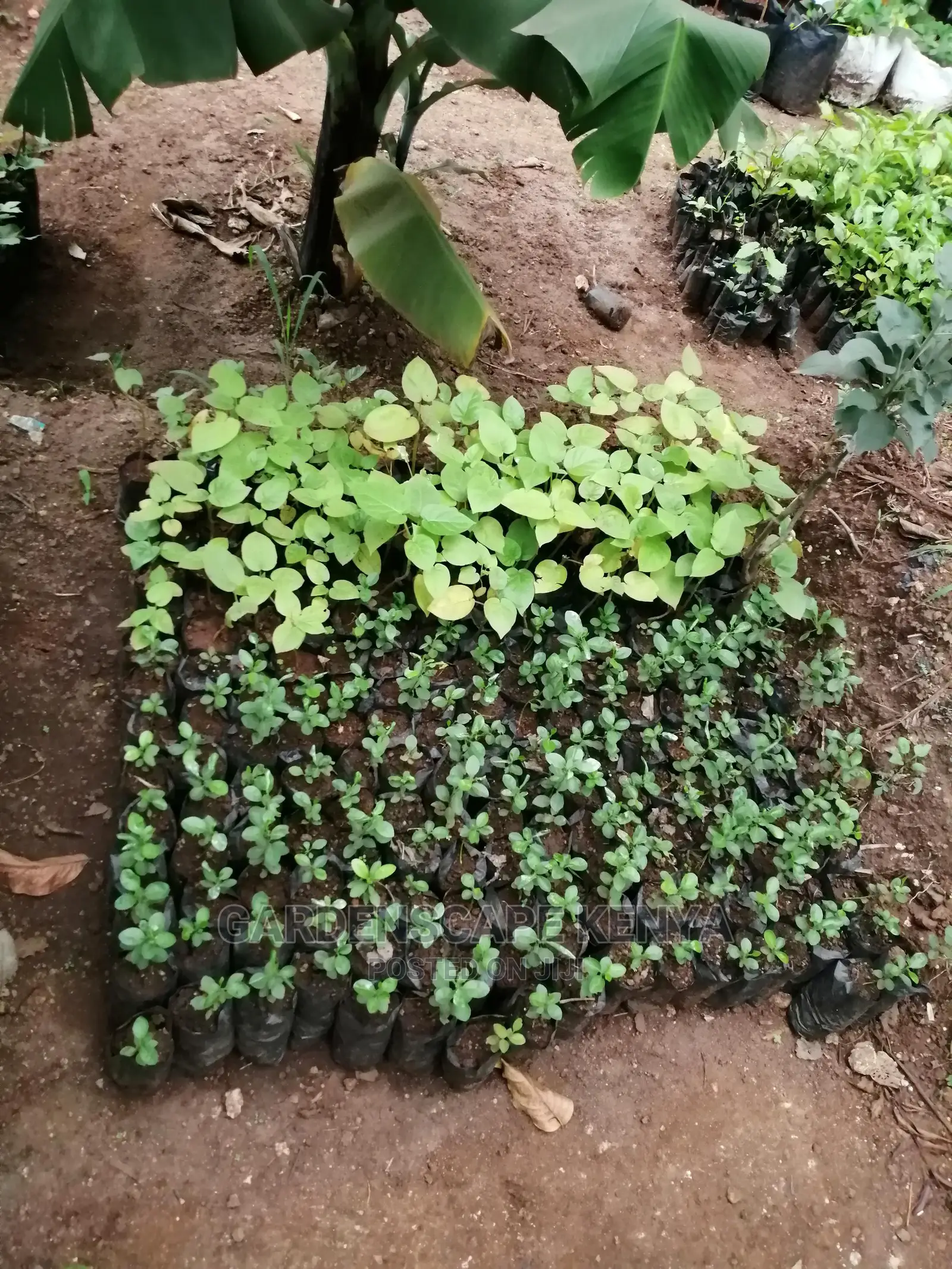 Grafted Fruit Tree Seedlings.