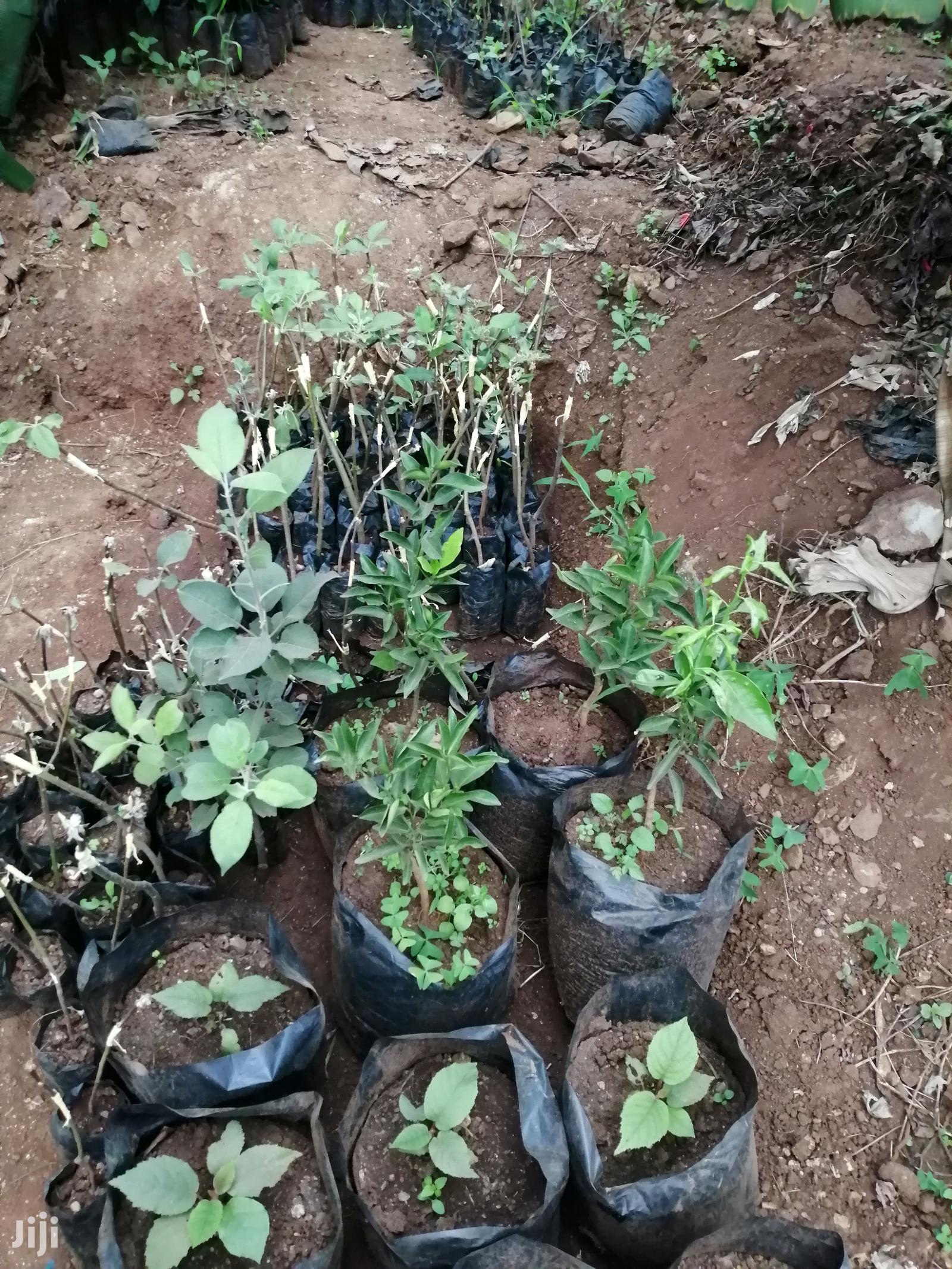 Grafted Fruit Tree Seedlings.
