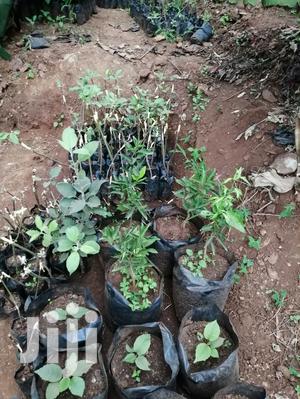 Grafted Fruit Tree Seedlings.