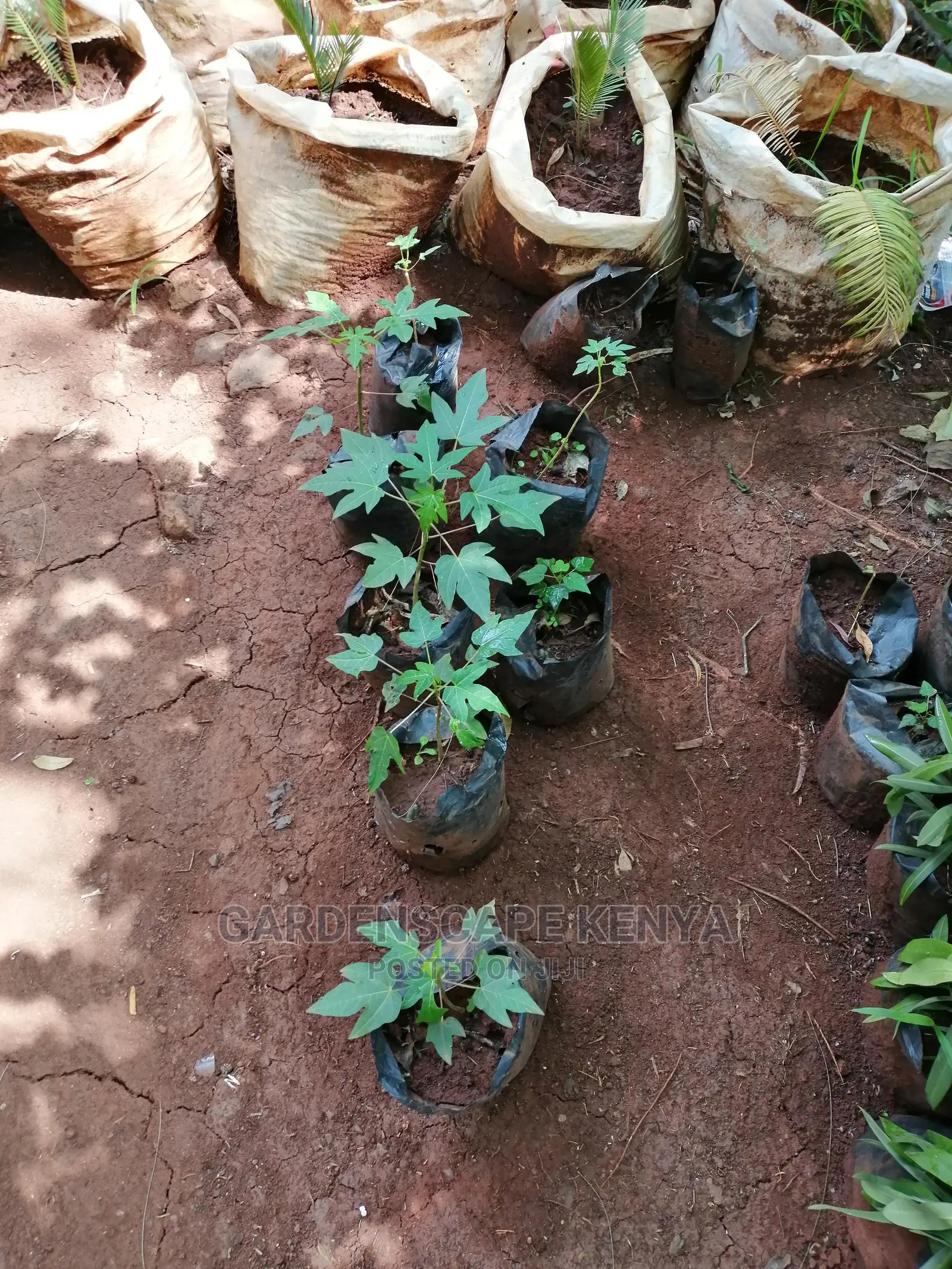Grafted Fruit Tree Seedlings.