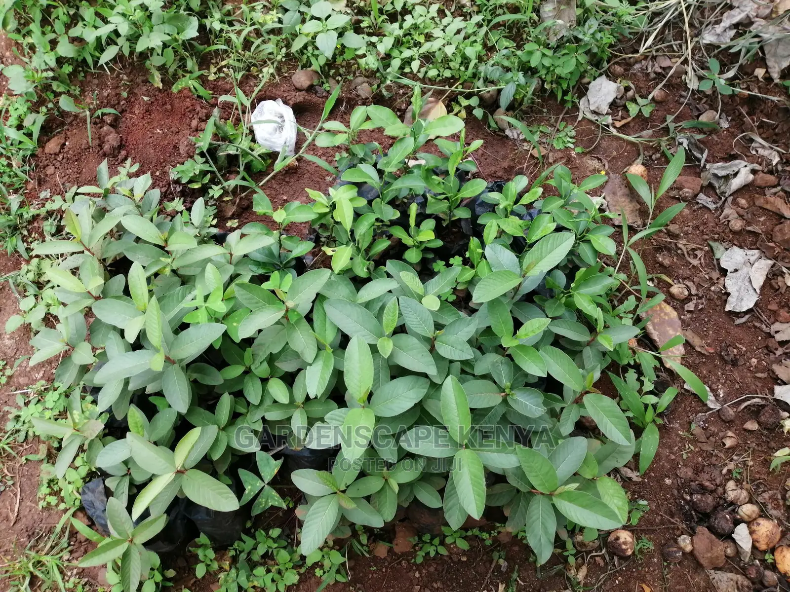 Grafted Fruit Tree Seedlings.