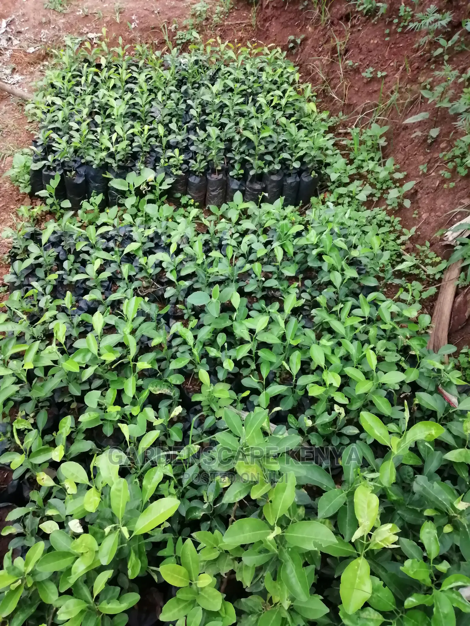 Grafted Fruit Tree Seedlings.