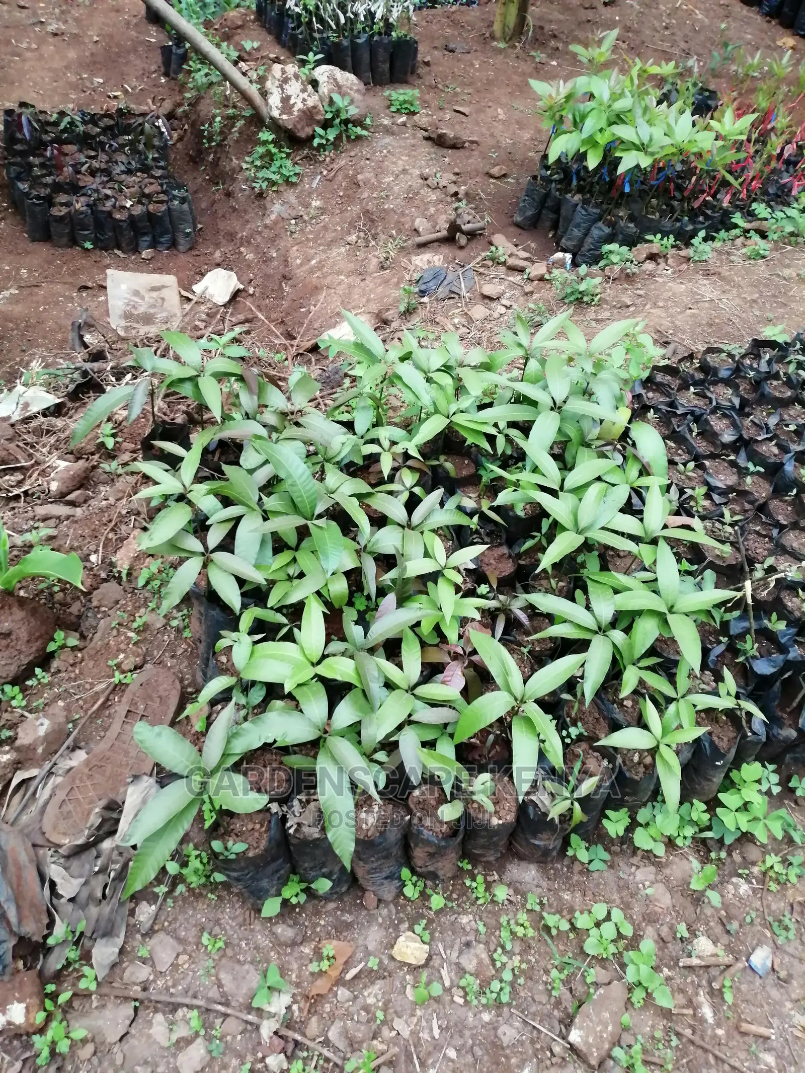 Grafted Fruit Tree Seedlings.