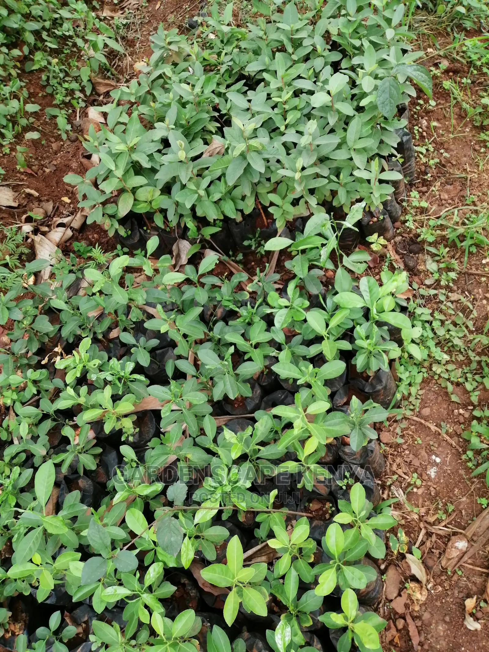 Grafted Fruit Tree Seedlings.