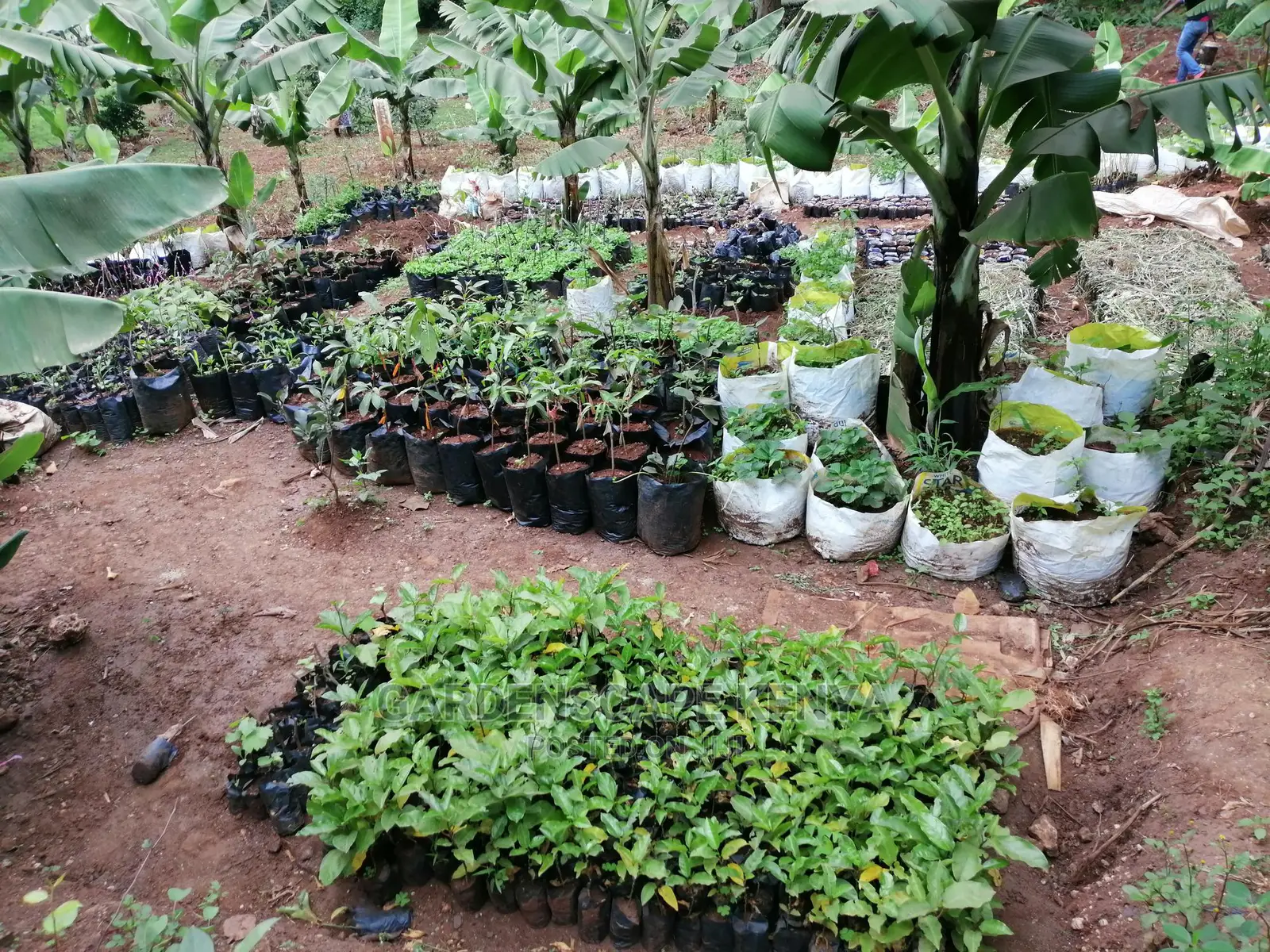 Grafted Fruit Tree Seedlings.