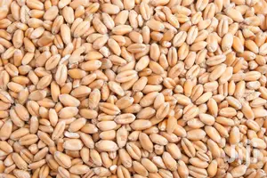 Ngano Seeds