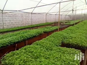Seedlings For Sale In Ruiru