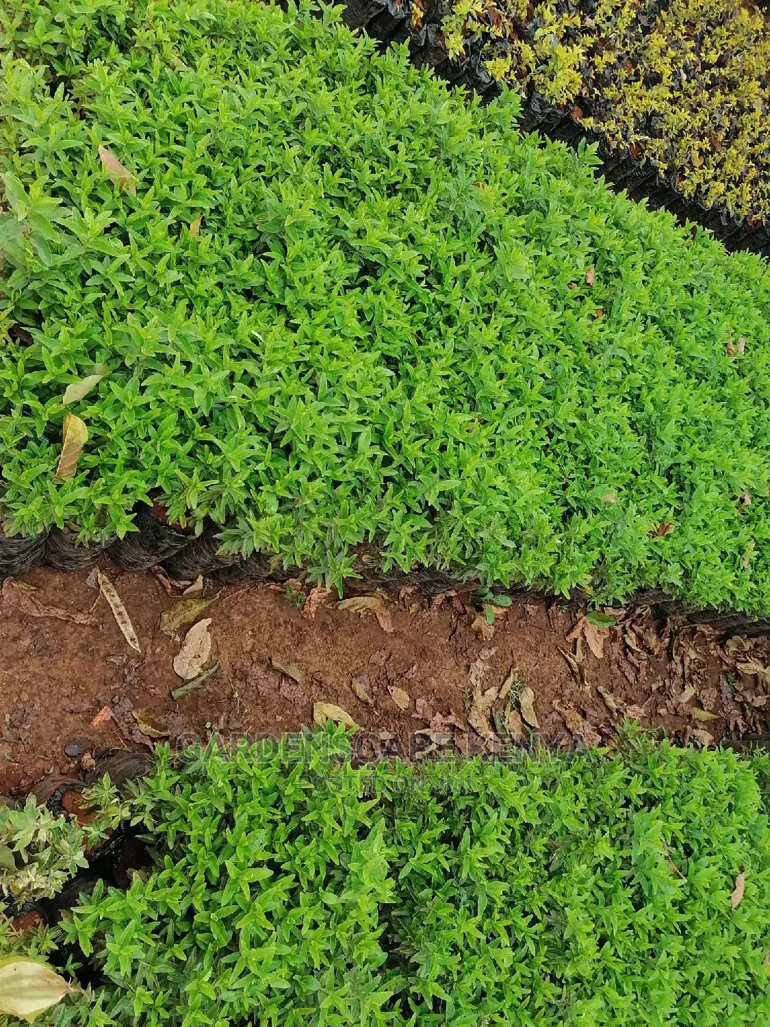 Kei Apple Seeds Seedlings.