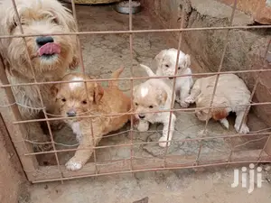 1-3 Month Female Purebred Maltese